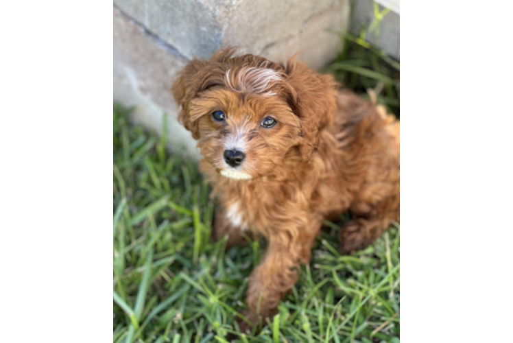 Cute Cavapoo Poodle Mix Pup