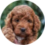 Mini Irish Doodle Puppy For Sale - Simply Southern Pups