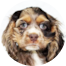 Cocker Spaniel Puppy For Sale - Simply Southern Pups
