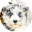 Mini Huskydoodle Puppies For Sale - Simply Southern Pups