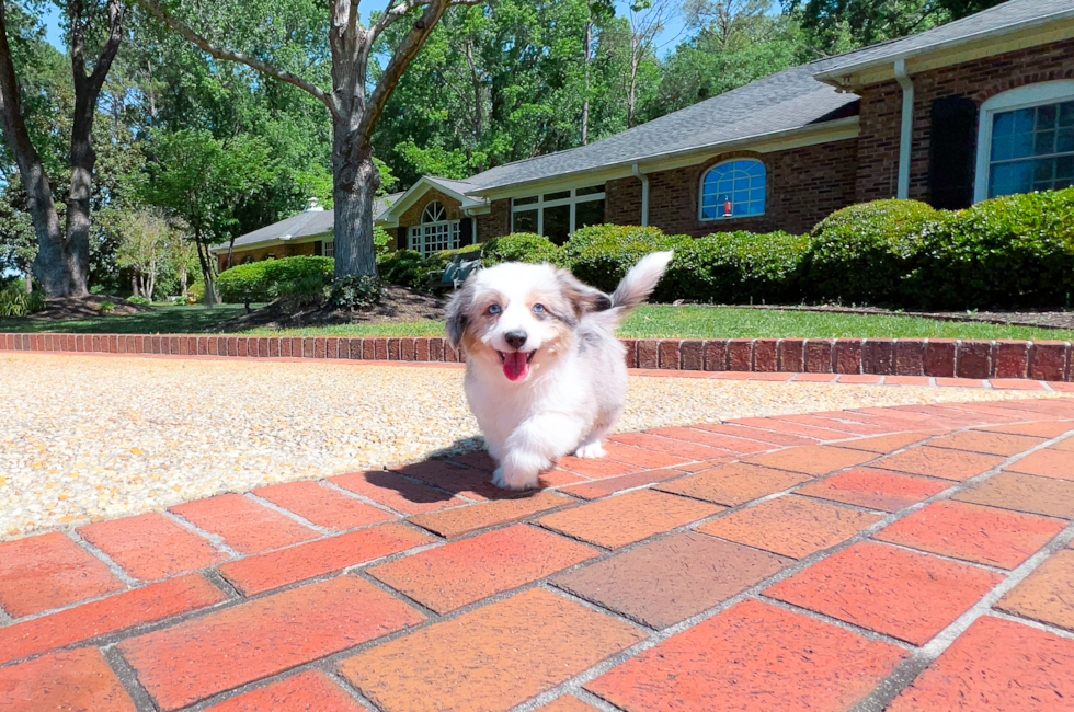 11 week old Aussiechon Puppy For Sale - Simply Southern Pups