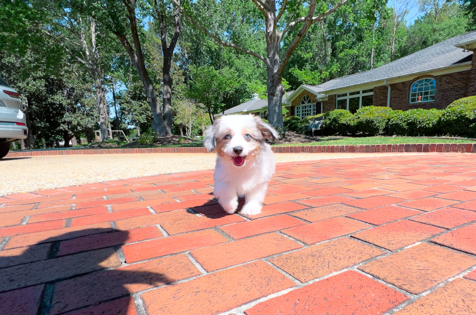 10 week old Aussiechon Puppy For Sale - Simply Southern Pups