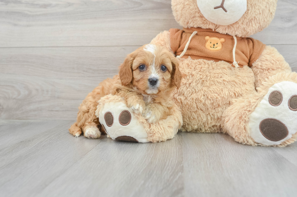 10 week old Cavapoo Puppy For Sale - Simply Southern Pups