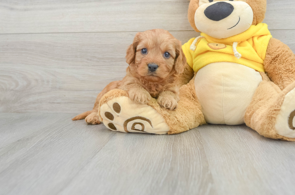 6 week old Cavapoo Puppy For Sale - Simply Southern Pups