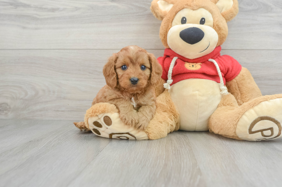 5 week old Cavapoo Puppy For Sale - Simply Southern Pups