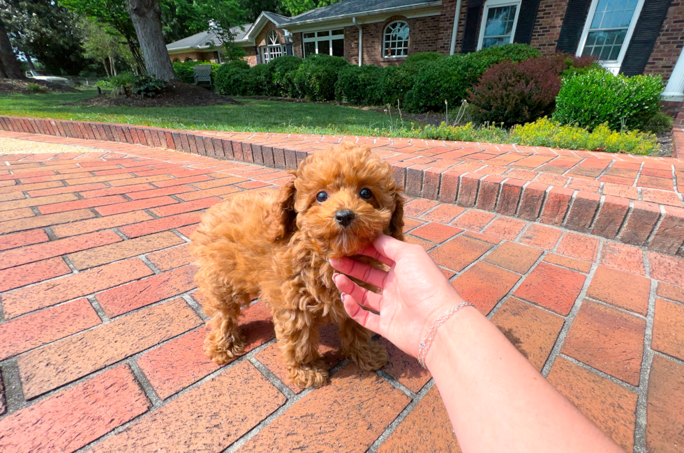 11 week old Cavapoo Puppy For Sale - Simply Southern Pups