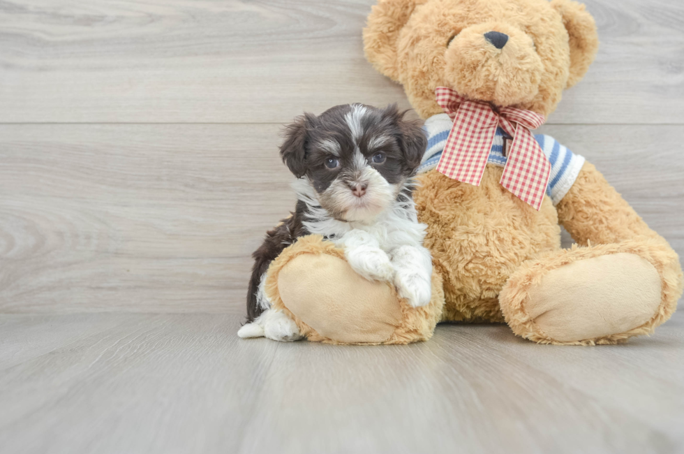 8 week old Havanese Puppy For Sale - Simply Southern Pups