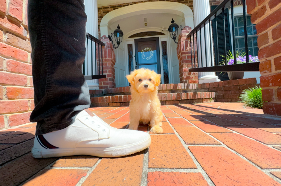 11 week old Maltipoo Puppy For Sale - Simply Southern Pups