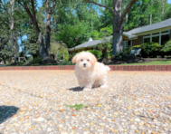 9 week old Maltipoo Puppy For Sale - Simply Southern Pups