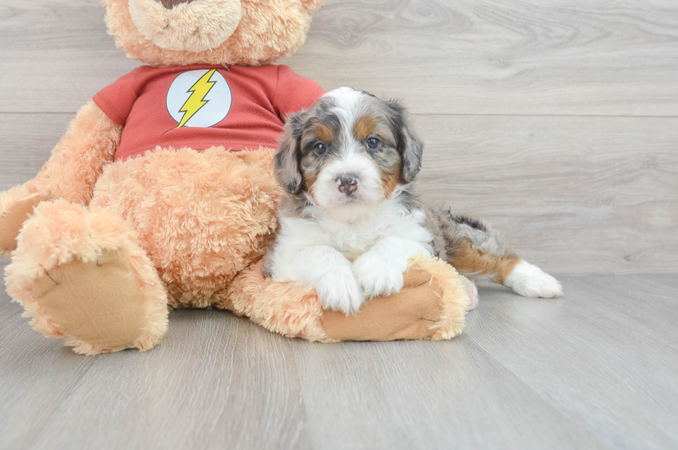 6 week old Mini Aussiedoodle Puppy For Sale - Simply Southern Pups