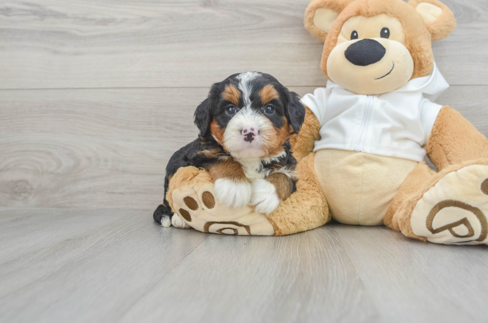 6 week old Mini Bernedoodle Puppy For Sale - Simply Southern Pups