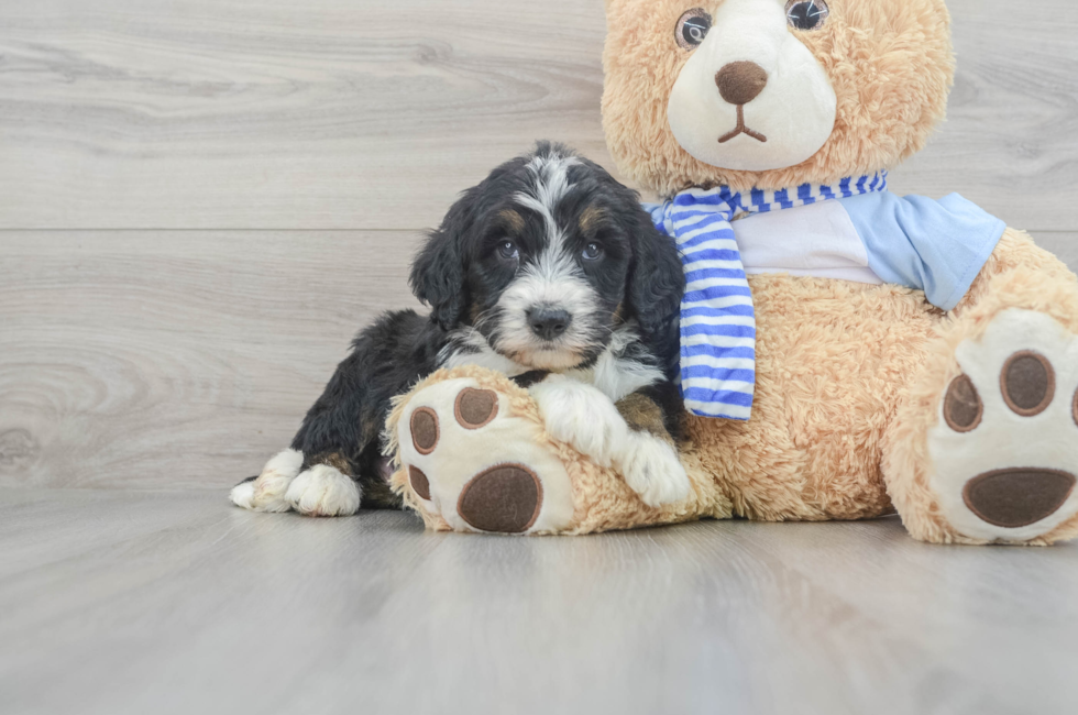 7 week old Mini Bernedoodle Puppy For Sale - Simply Southern Pups