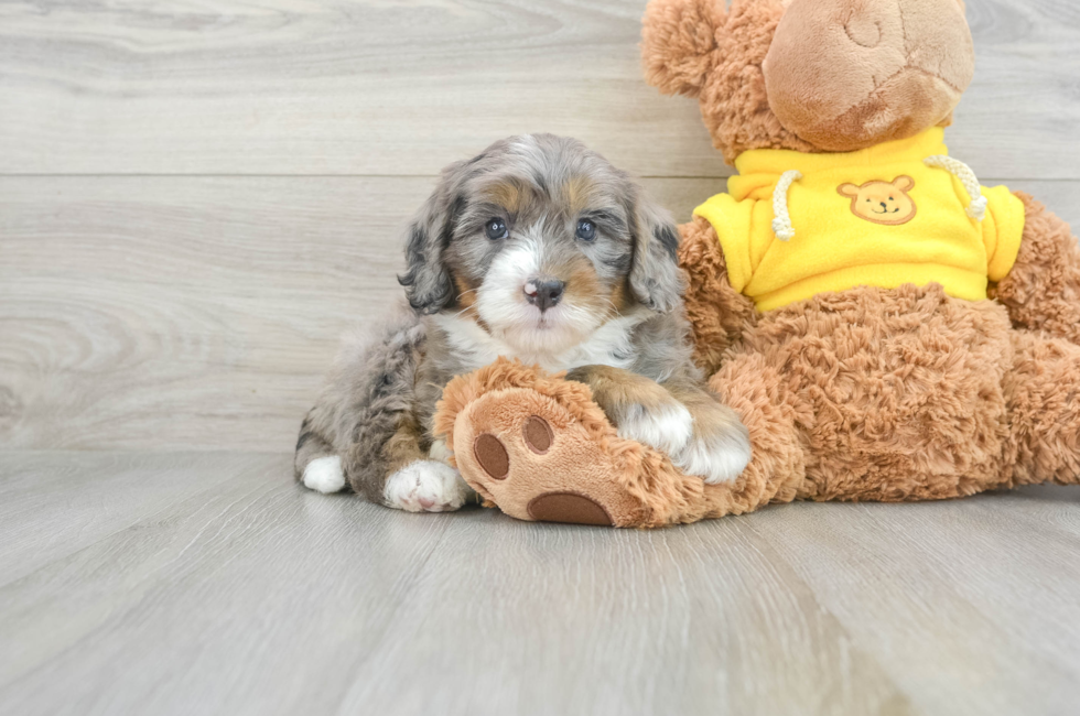 6 week old Mini Bernedoodle Puppy For Sale - Simply Southern Pups