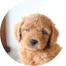 Mini Goldendoodle Puppies For Sale - Simply Southern Pups
