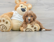 9 week old Mini Goldendoodle Puppy For Sale - Simply Southern Pups