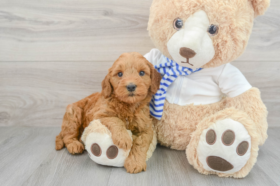 5 week old Mini Goldendoodle Puppy For Sale - Simply Southern Pups