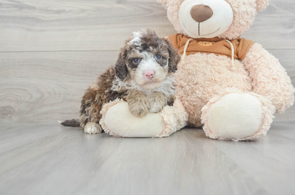 7 week old Mini Portidoodle Puppy For Sale - Simply Southern Pups