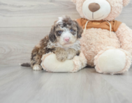 7 week old Mini Portidoodle Puppy For Sale - Simply Southern Pups