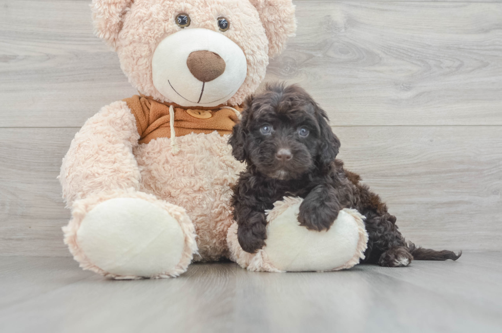 6 week old Mini Portidoodle Puppy For Sale - Simply Southern Pups