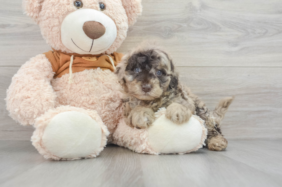 5 week old Mini Portidoodle Puppy For Sale - Simply Southern Pups