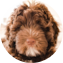 Mini Portidoodle Puppy For Sale - Simply Southern Pups