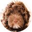 Mini Portidoodle Puppy For Sale - Simply Southern Pups