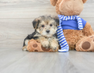8 week old Morkie Puppy For Sale - Simply Southern Pups