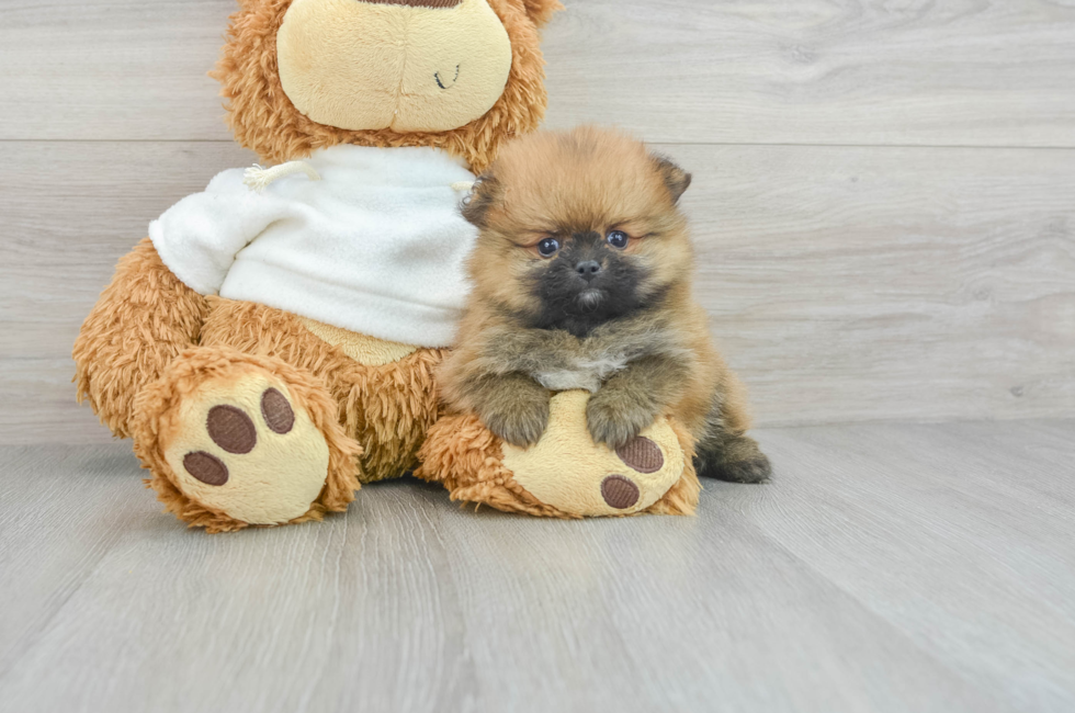 9 week old Pomeranian Puppy For Sale - Simply Southern Pups