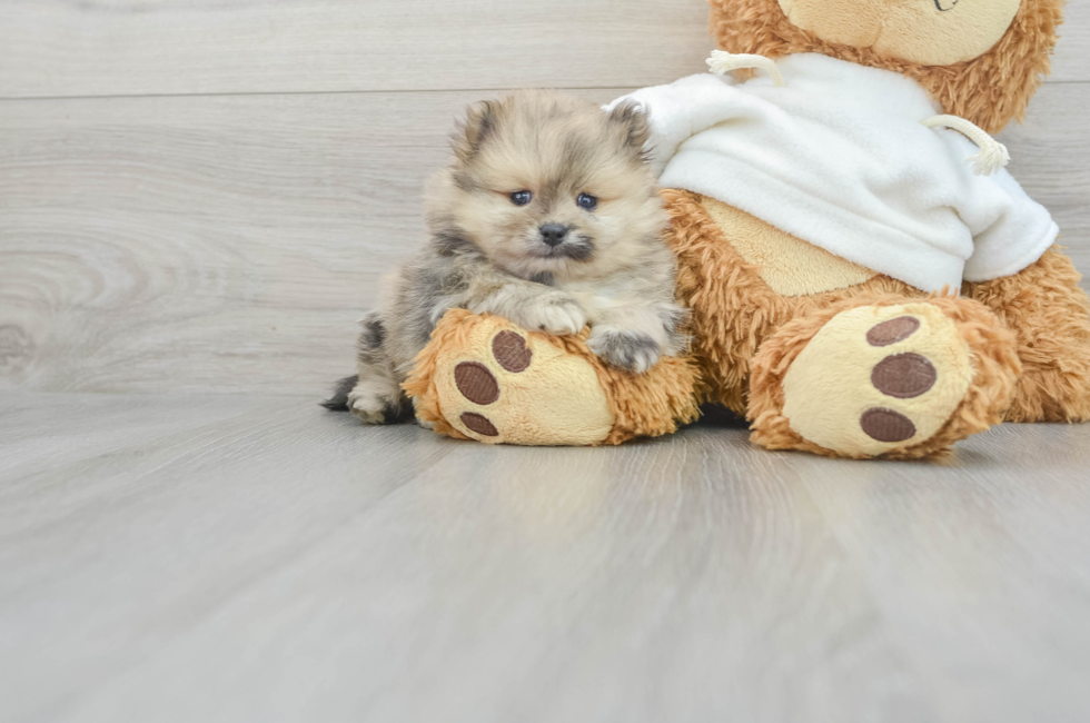 7 week old Pomeranian Puppy For Sale - Simply Southern Pups