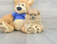 8 week old Pomeranian Puppy For Sale - Simply Southern Pups