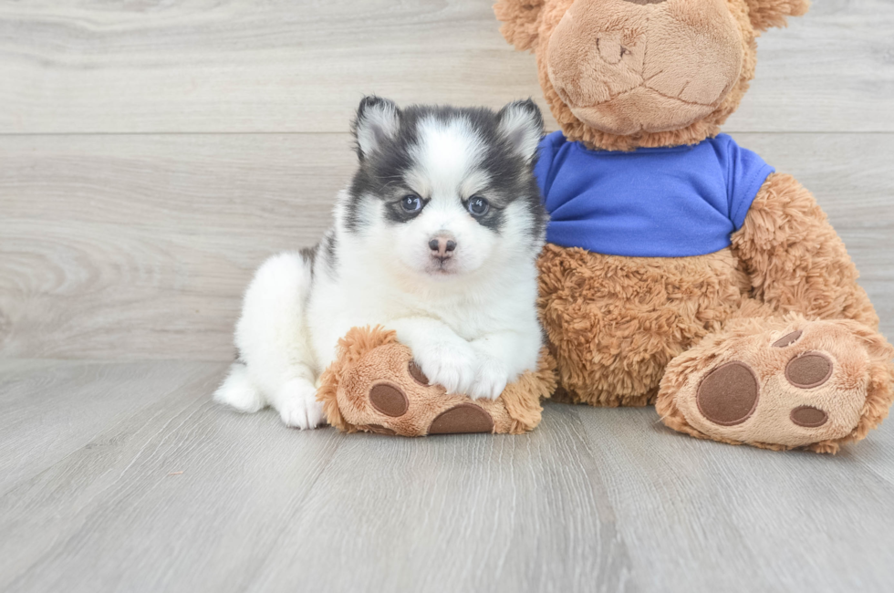 6 week old Pomsky Puppy For Sale - Simply Southern Pups