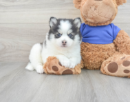 6 week old Pomsky Puppy For Sale - Simply Southern Pups