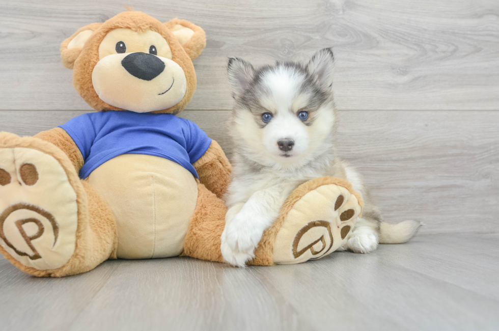 11 week old Pomsky Puppy For Sale - Simply Southern Pups