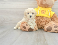 7 week old Poochon Puppy For Sale - Simply Southern Pups