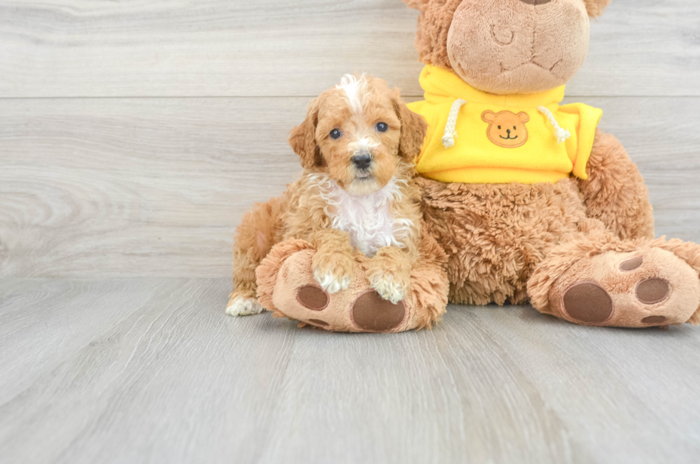 9 week old Poodle Puppy For Sale - Simply Southern Pups
