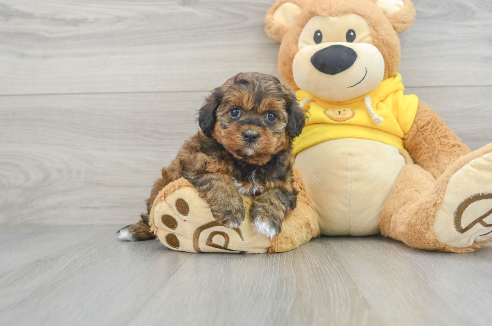 5 week old Shih Poo Puppy For Sale - Simply Southern Pups