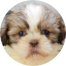 Shih Tzu Puppy For Sale - Simply Southern Pups