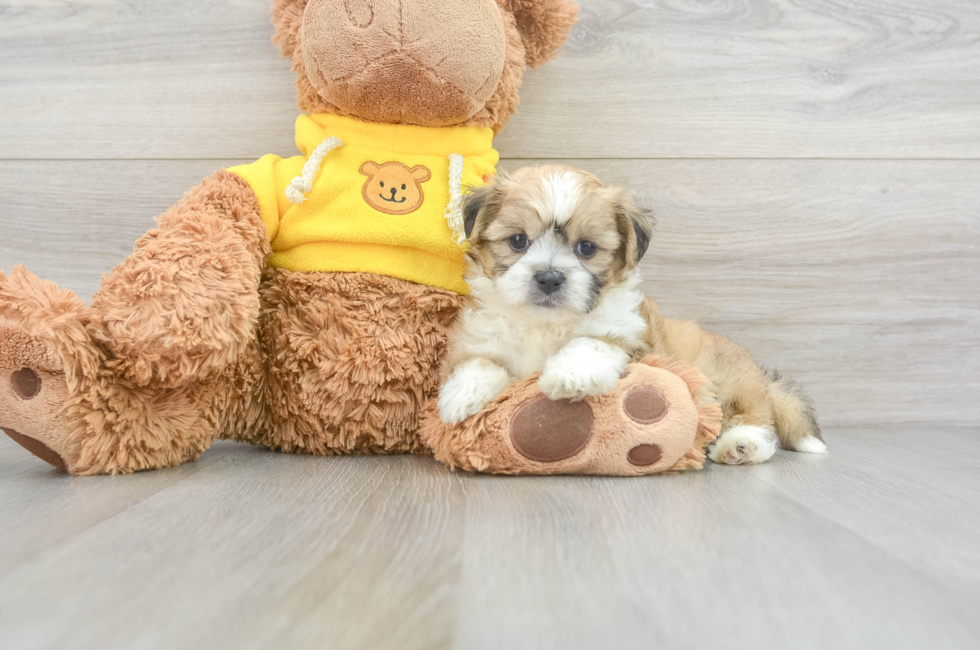 5 week old Teddy Bear Puppy For Sale - Simply Southern Pups