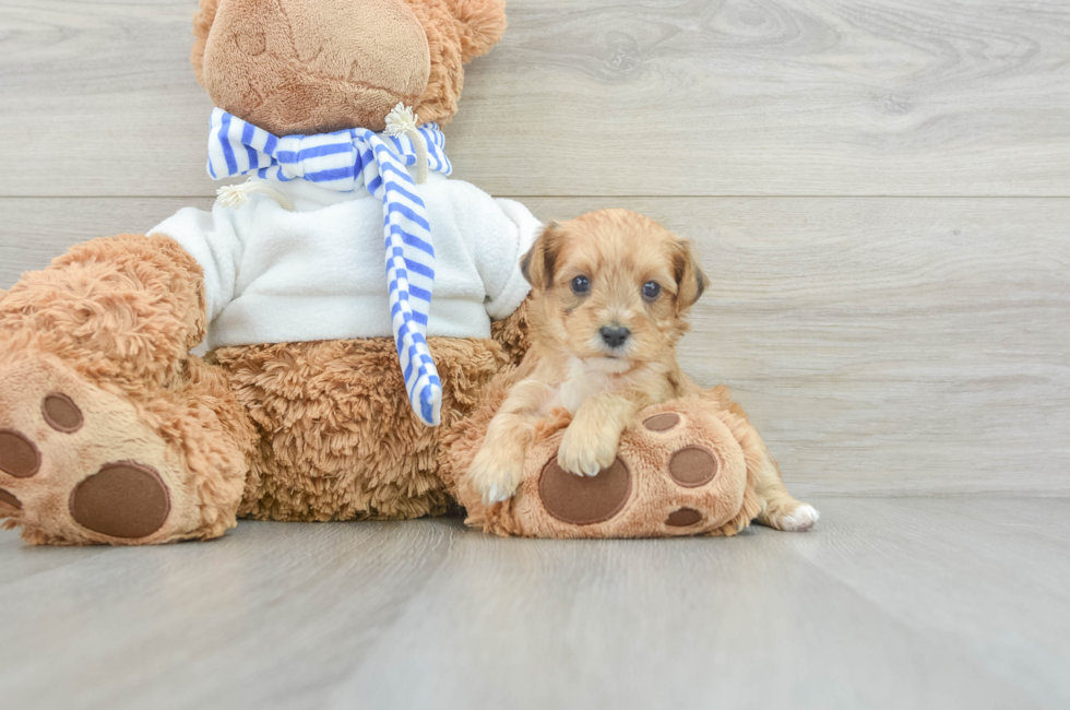 5 week old Yorkie Poo Puppy For Sale - Simply Southern Pups